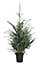 40-60cm Serbian spruce Pot grown Christmas tree