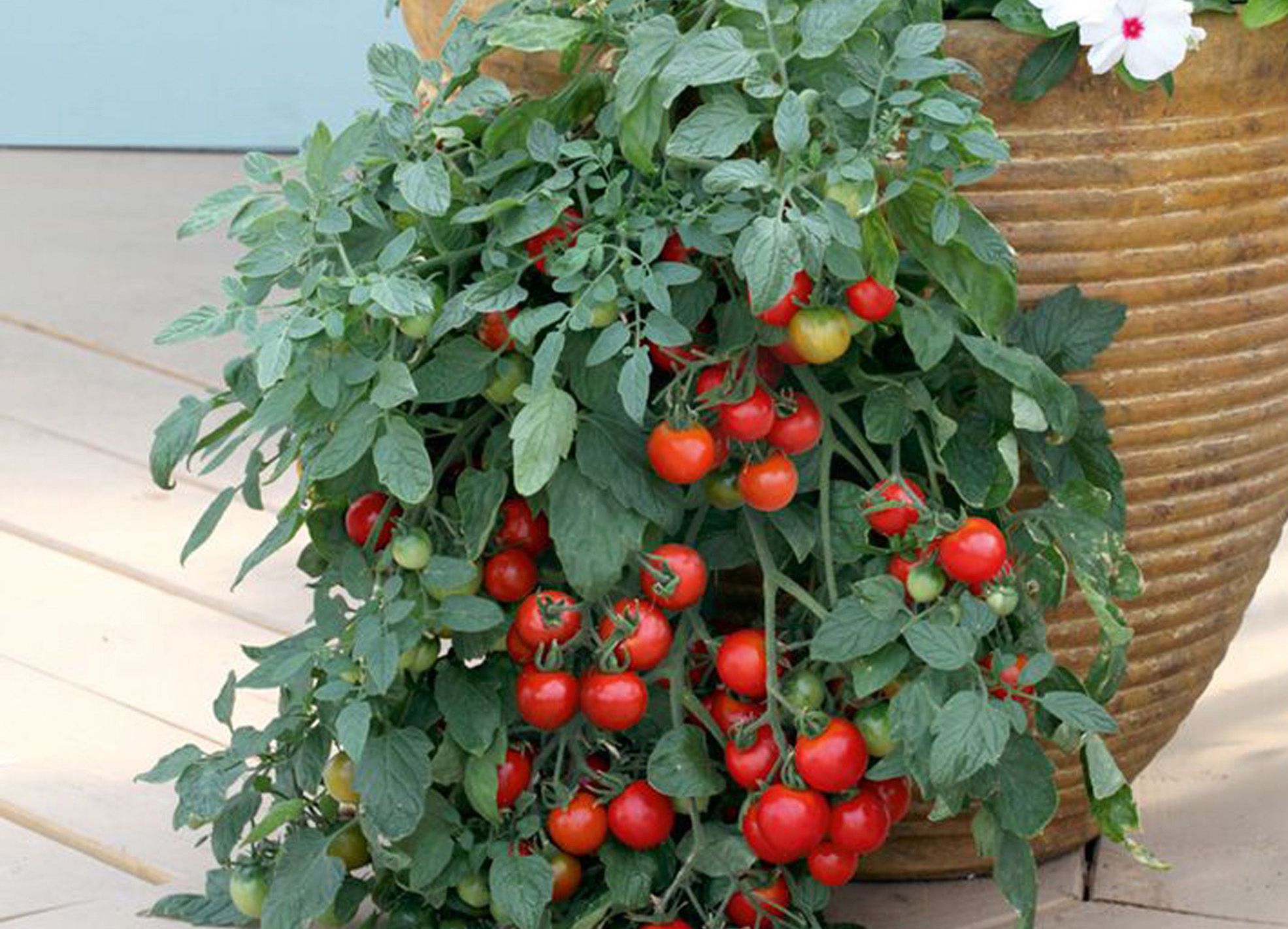 Tomato Plants For Sale At B&q - Garden Plant