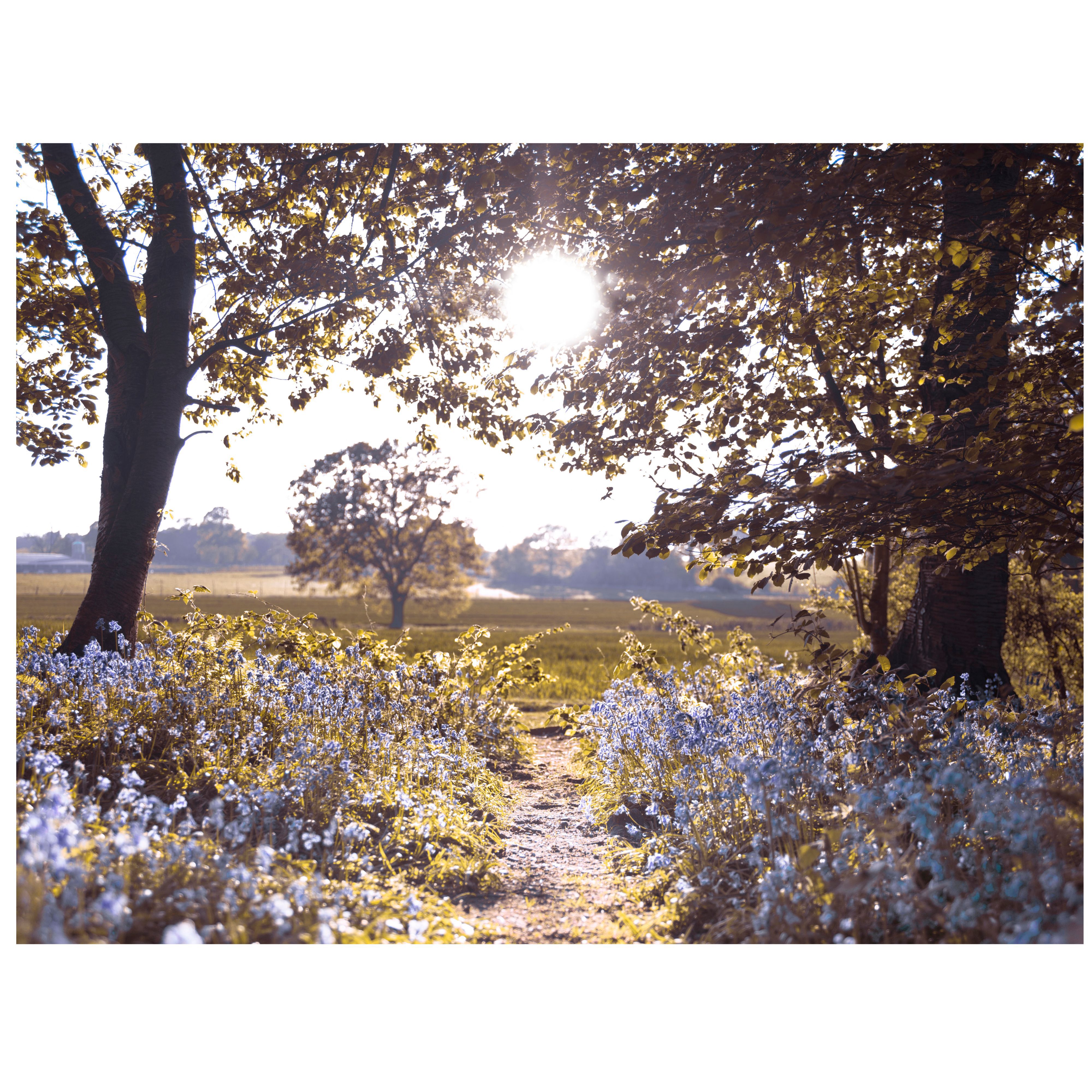 Bluebell Landscape Multicolour Wall Art (W)80cm (H)60cm Departments