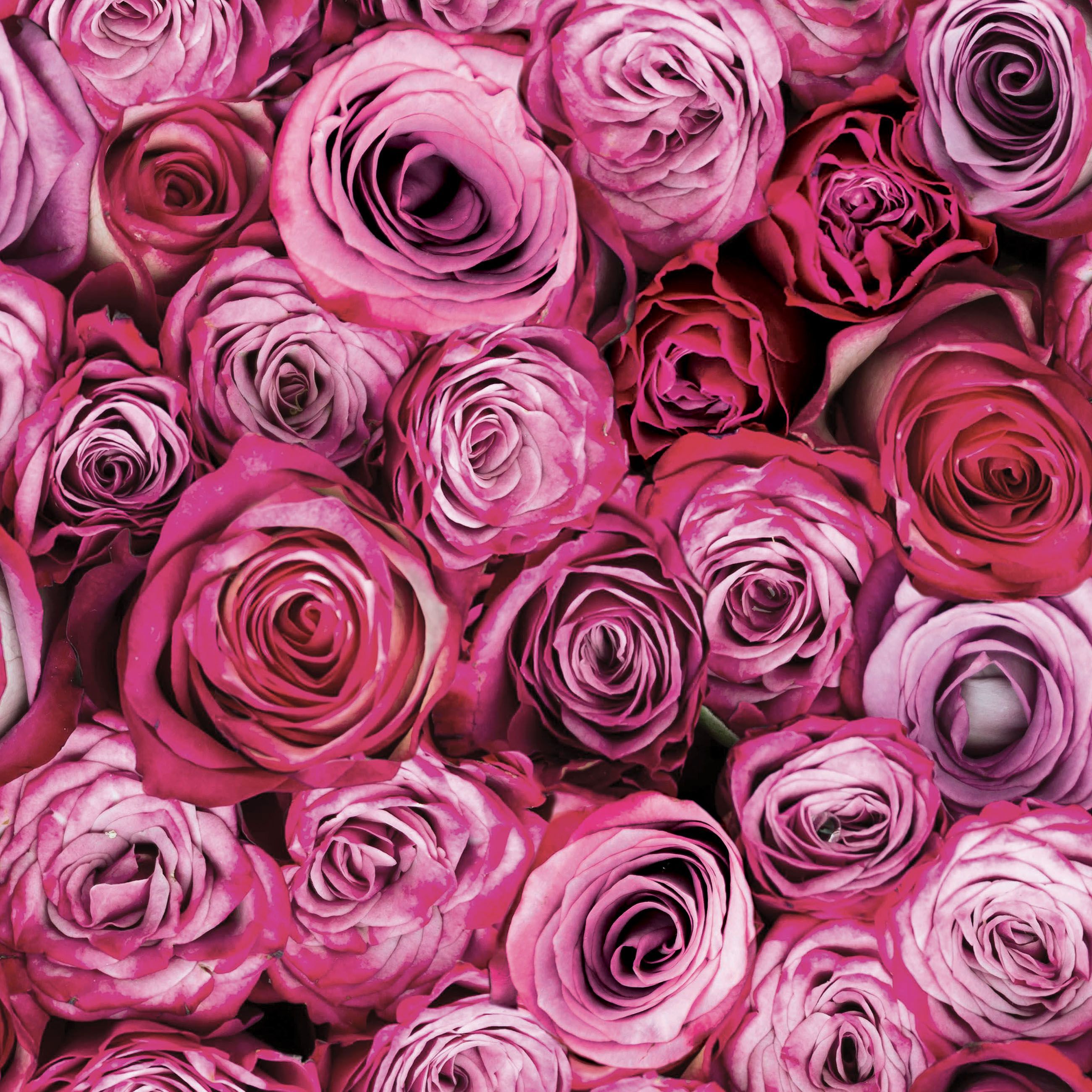 pink rose wallpaper