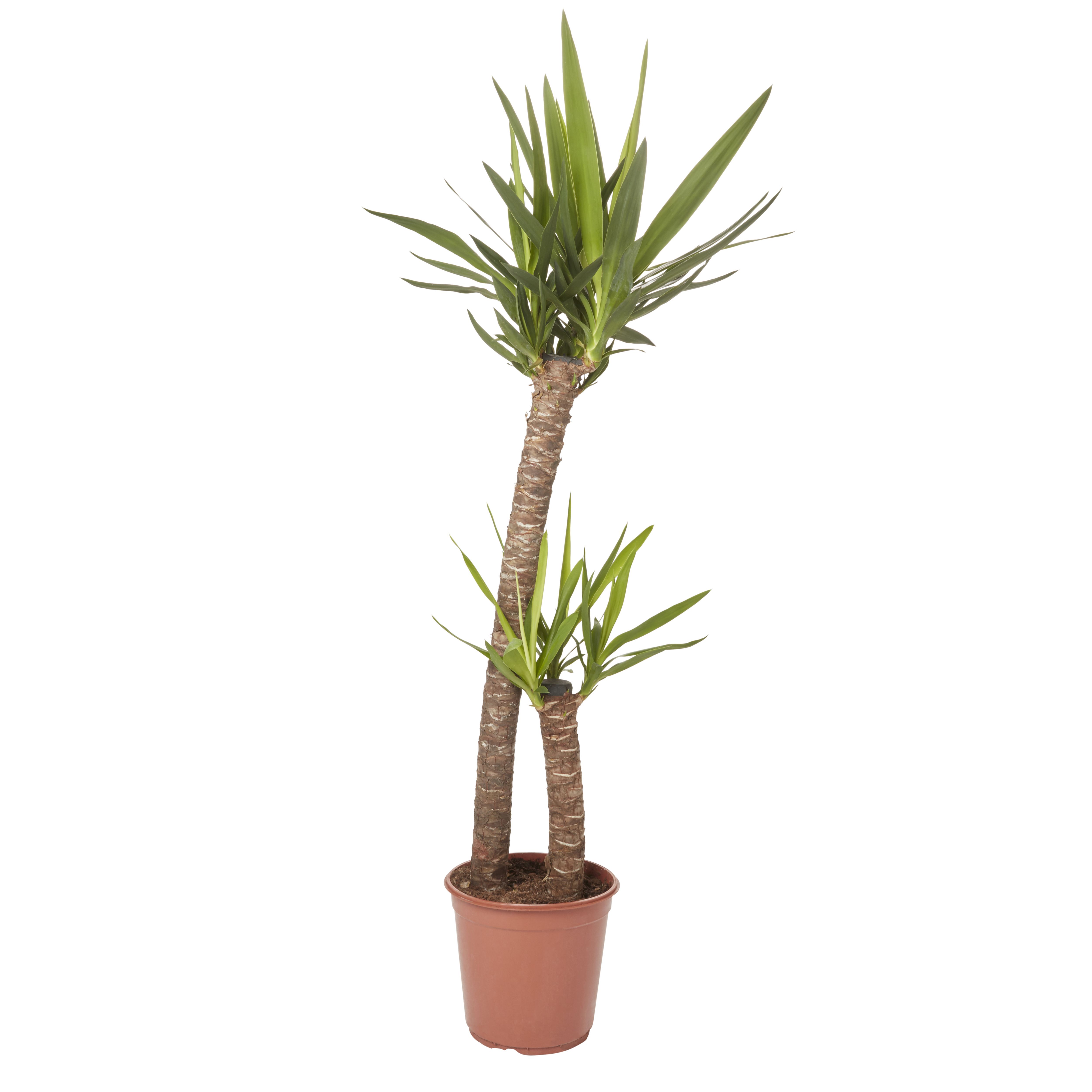GoodHome Golden dragon tree 24cm Departments DIY at B&Q