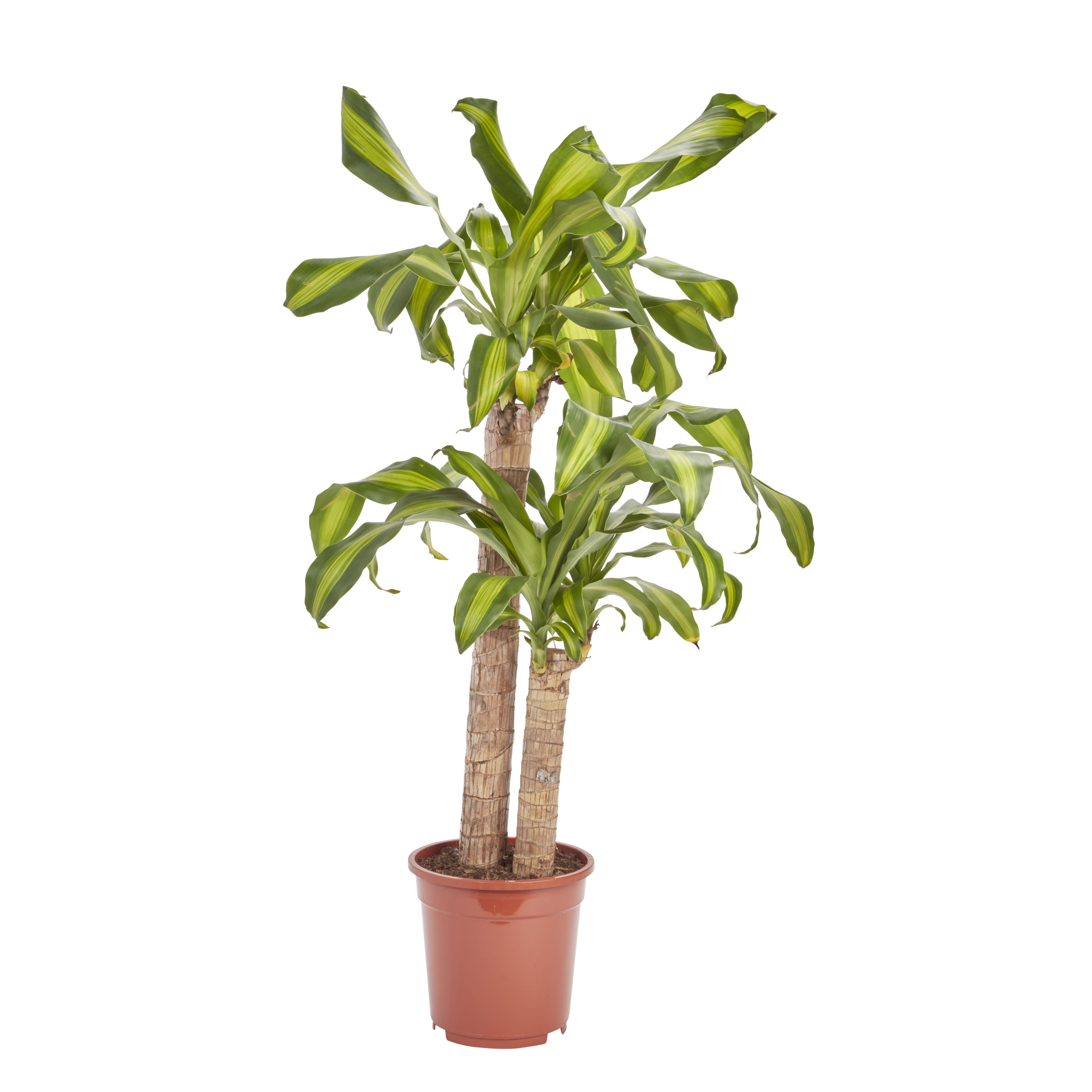 Golden dragon tree in 19cm Pot Departments DIY at B&Q