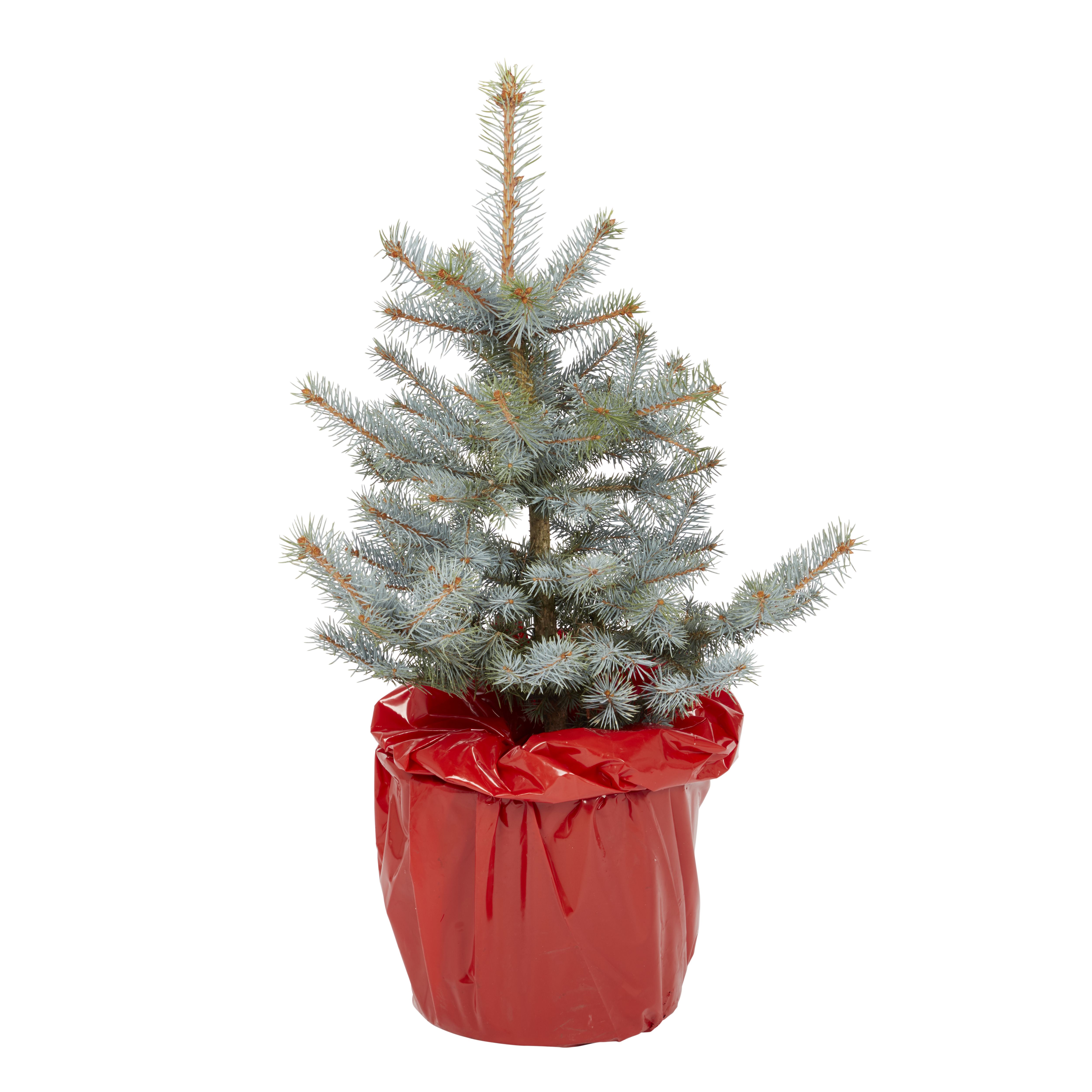 Blue spruce Pot grown Christmas tree 6080cm Departments DIY at B&Q