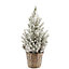 70cm White spruce Pyramid Pot grown Christmas tree
