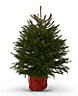 80-100cm Norway spruce Pot grown Christmas tree