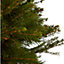 80-100cm Spruce Pyramid Pot grown Christmas tree