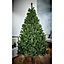 8ft Geneva pine Green Hinged Full Artificial Christmas tree