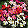 9 cell Begonia Chilli Chocolate Summer Bedding plant, Pack of 4