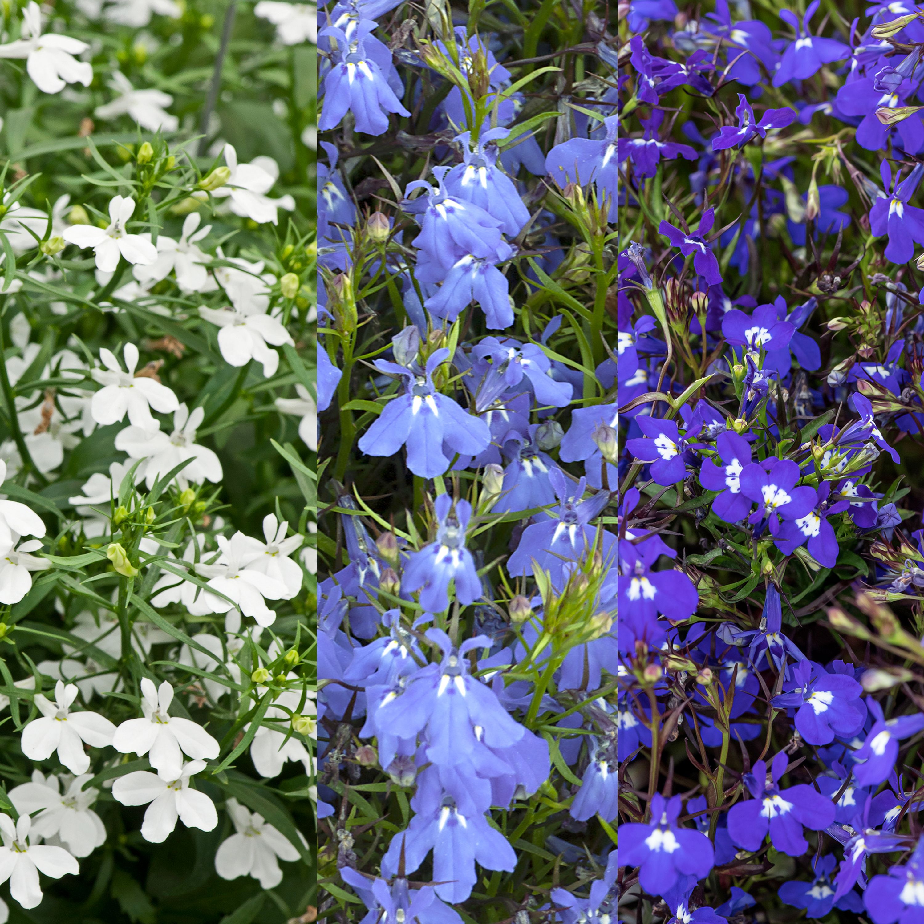 Image of Lobelia summer bedding plant