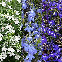 9 cell Lobelia Trailing Summer Bedding plant, Pack of 4