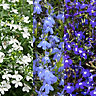 9 cell Lobelia Trailing Summer Bedding plant, Pack of 4
