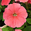 9 cell Petunia Salmon Summer Bedding plant, Pack of 4