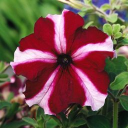 9 cell Petunia Star Burst Summer Bedding plant, Pack of 4