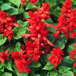 9 cell Salvia Red Summer Bedding plant, Pack of 4