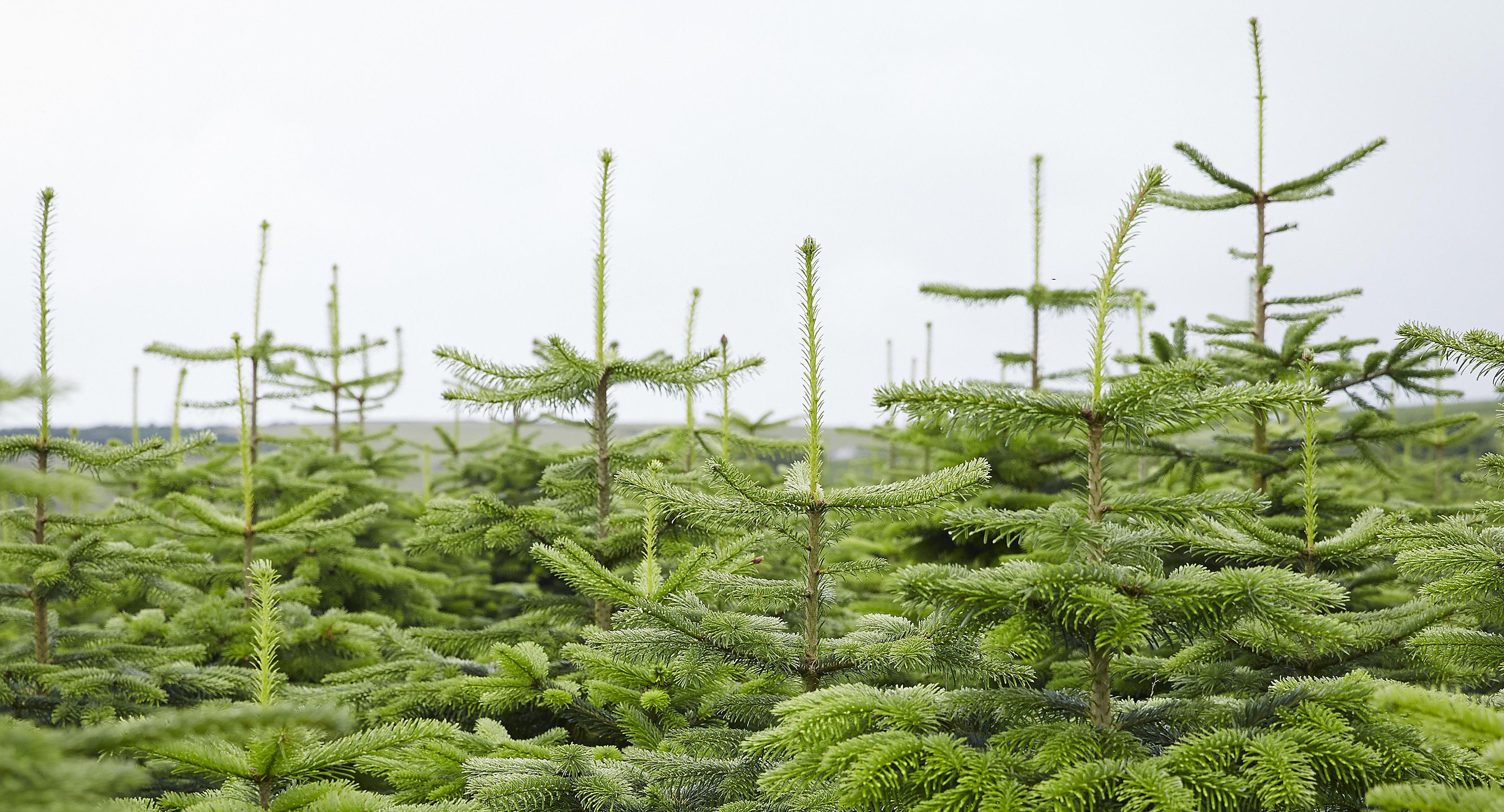 Forest Friendly Enjoying A Greener Christmas Tree Diy At B Q