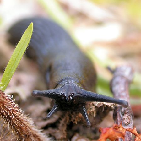How To Control Garden Pests Ideas Advice Diy At B Q