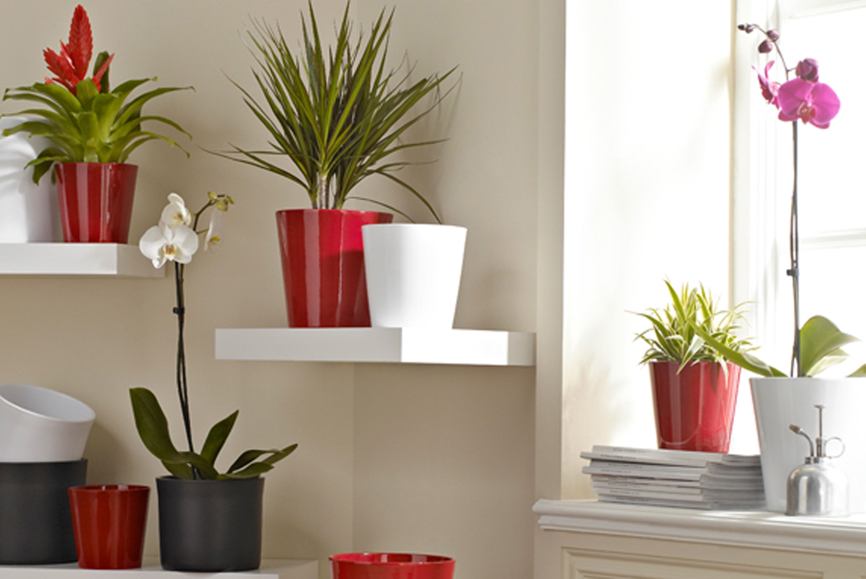 House plant buying guide Ideas &amp; Advice DIY at B&amp;Q