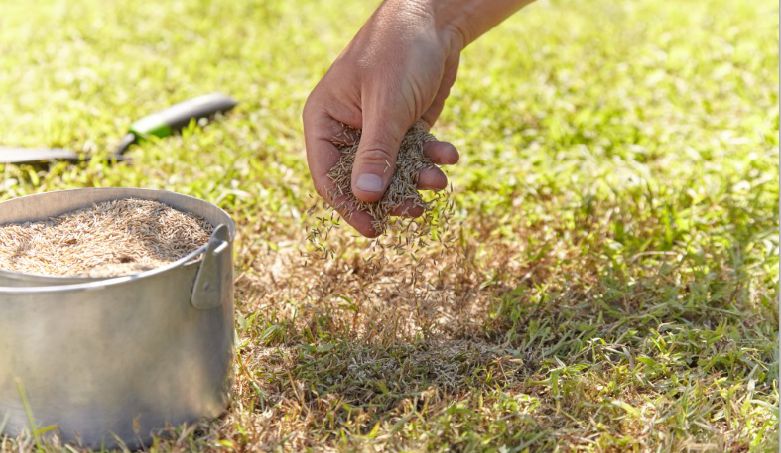 how to scatter grass seed by hand