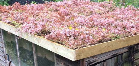 Living Roof DIY at B&amp;Q