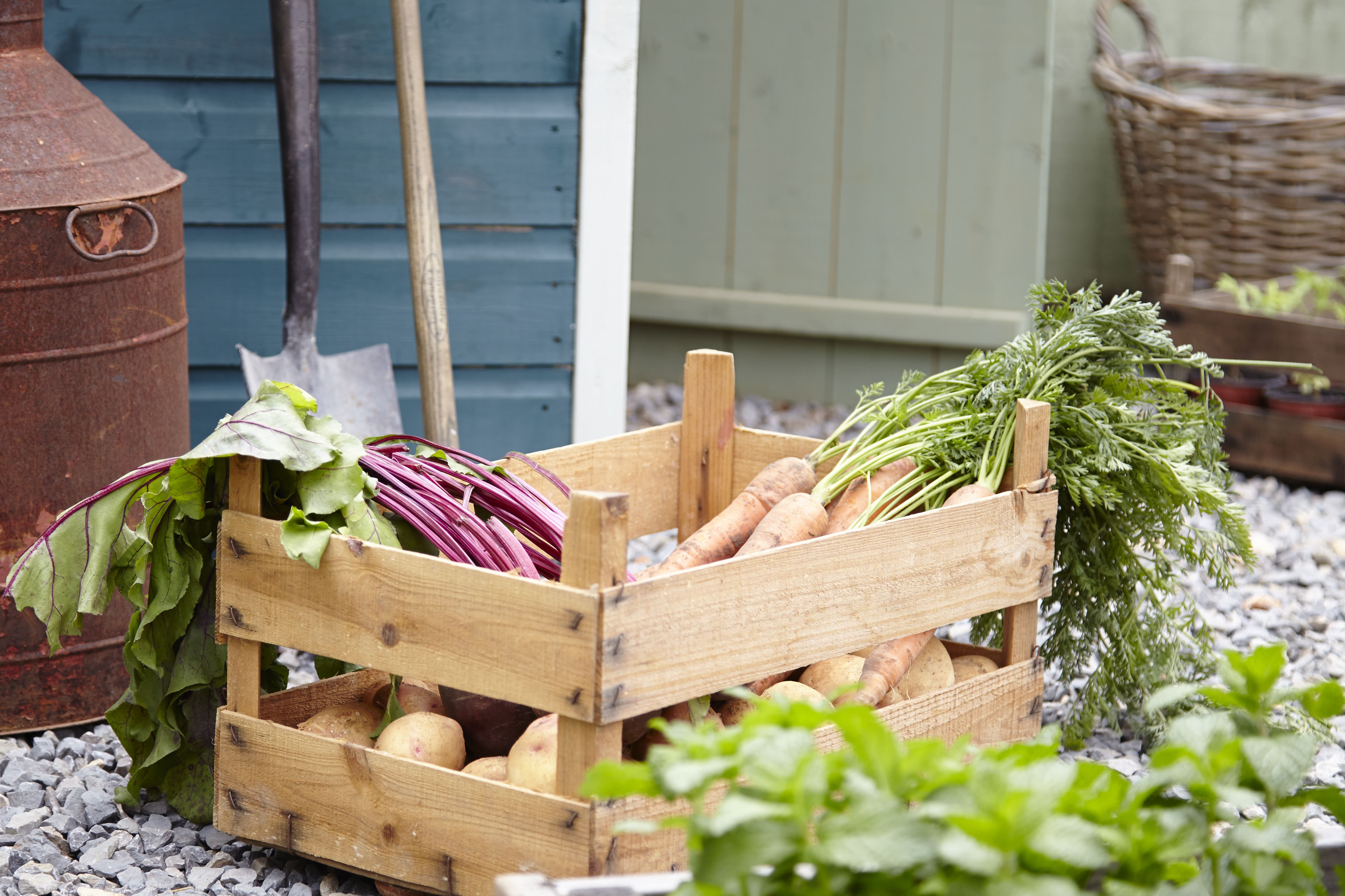 How to grow and harvest carrots Ideas & Advice DIY at B&Q