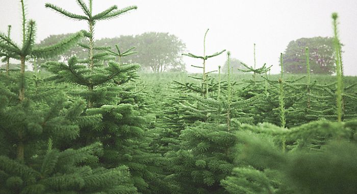 Real Christmas tree foliage
