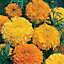 African Double Mixed Marigold Seed