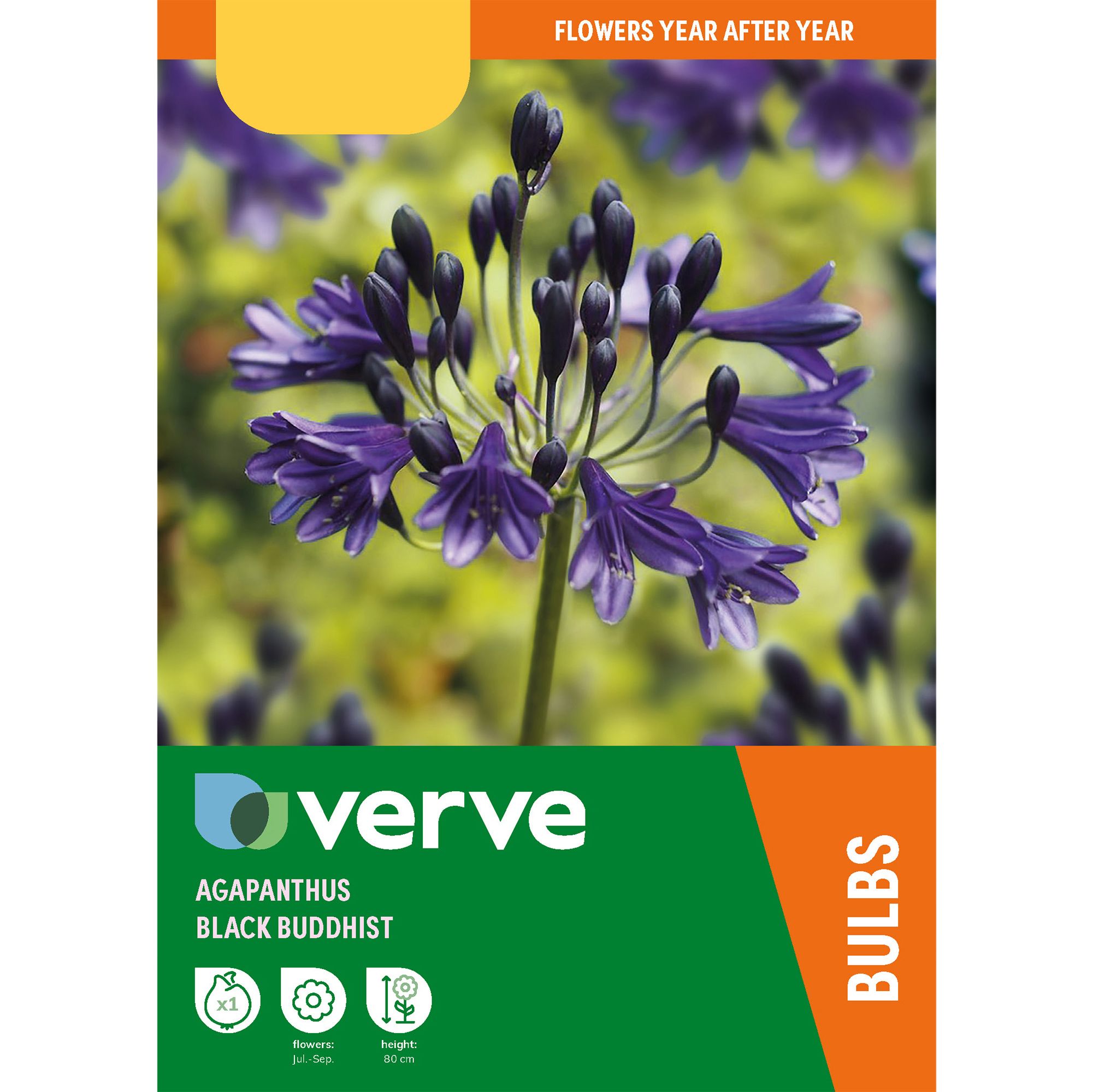 AGAPANTHUS BLACK BUDDHIST