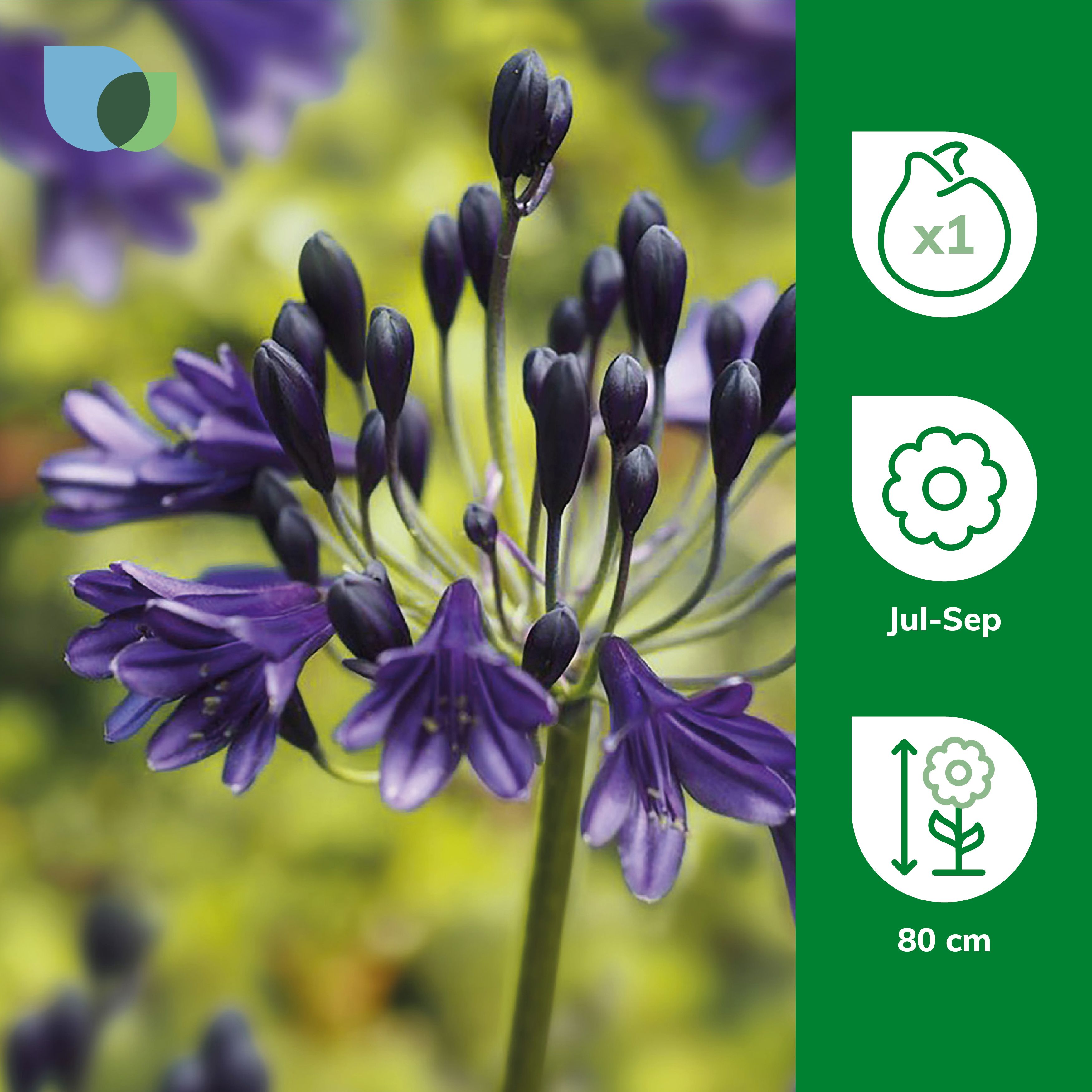 AGAPANTHUS BLACK BUDDHIST