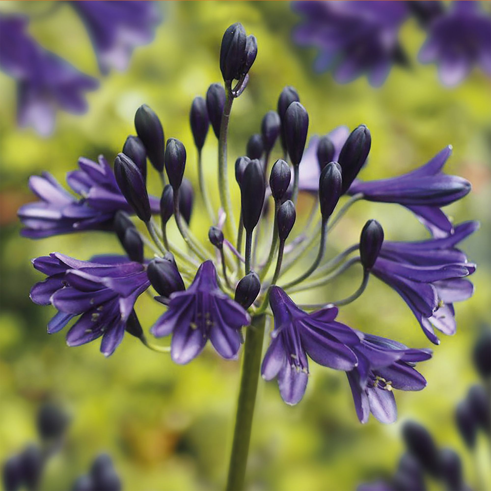 AGAPANTHUS BLACK BUDDHIST