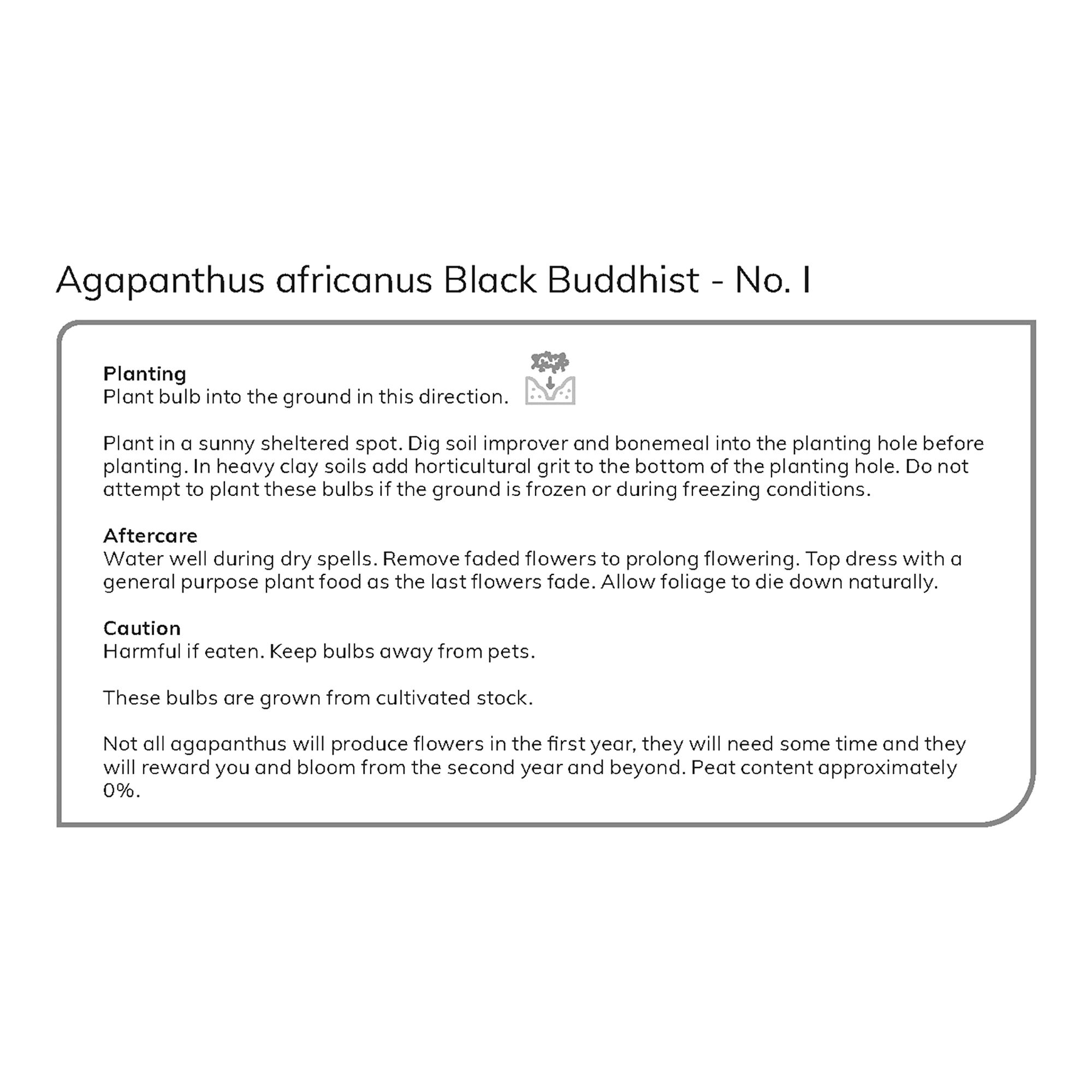 AGAPANTHUS BLACK BUDDHIST