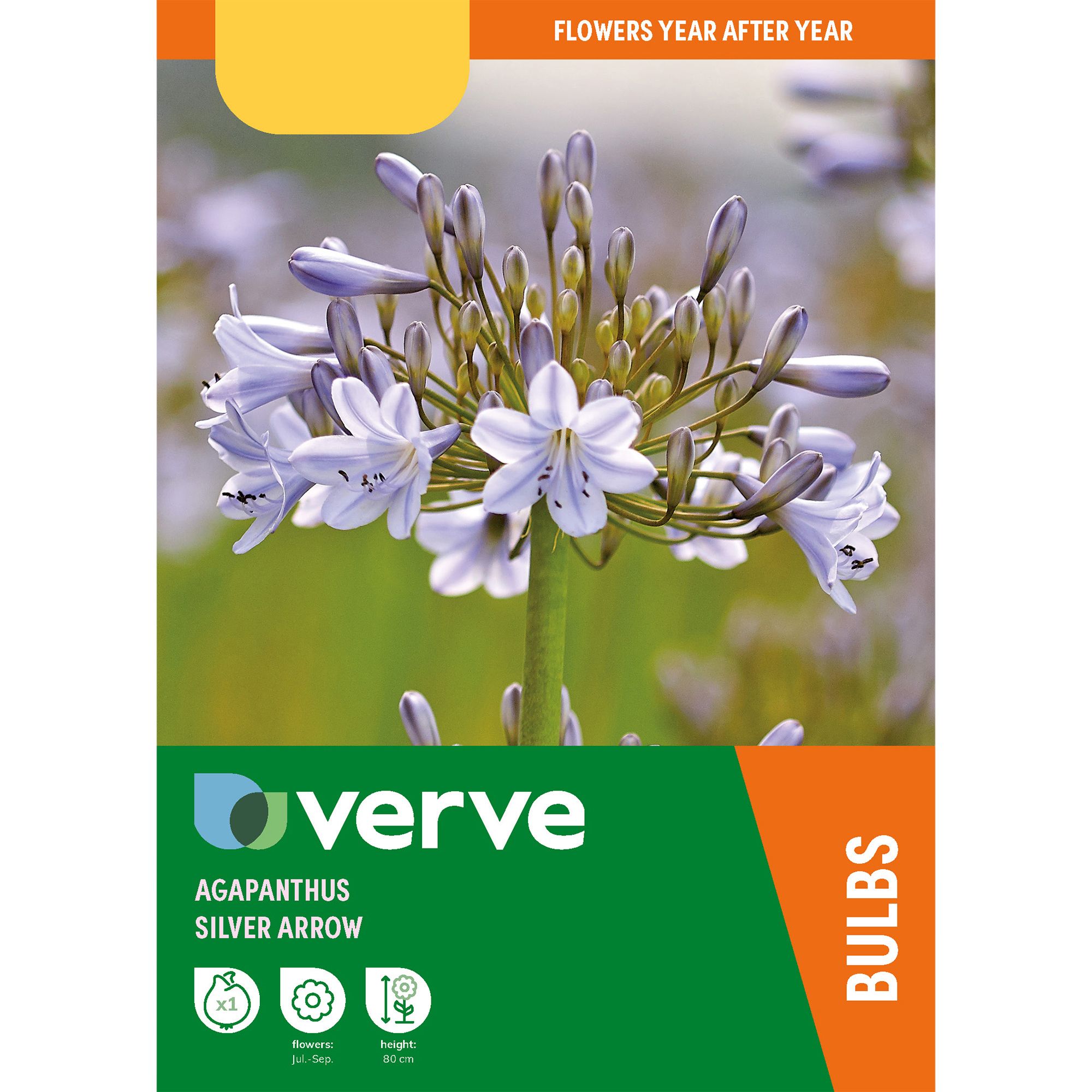 AGAPANTHUS SILVER ARROW