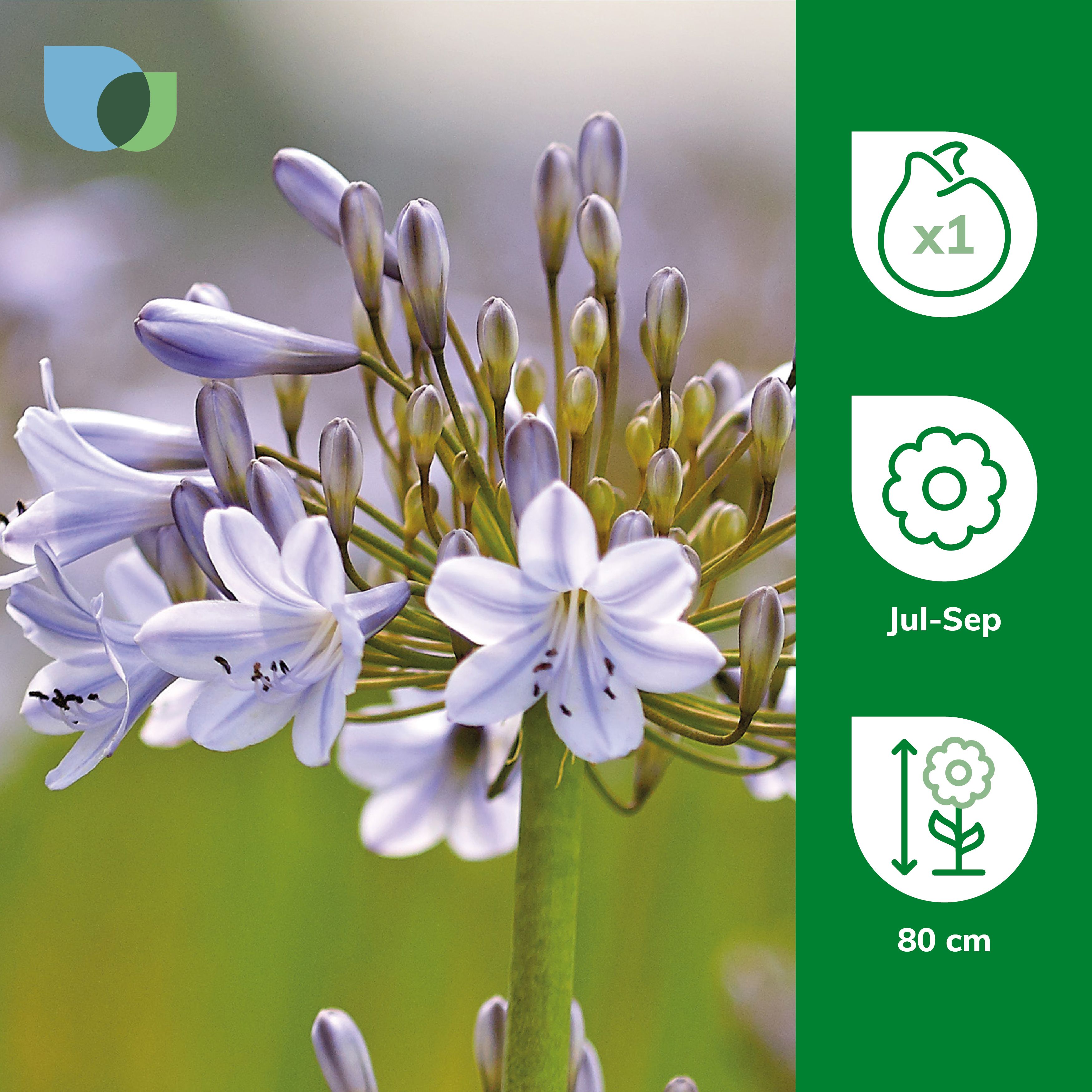 AGAPANTHUS SILVER ARROW
