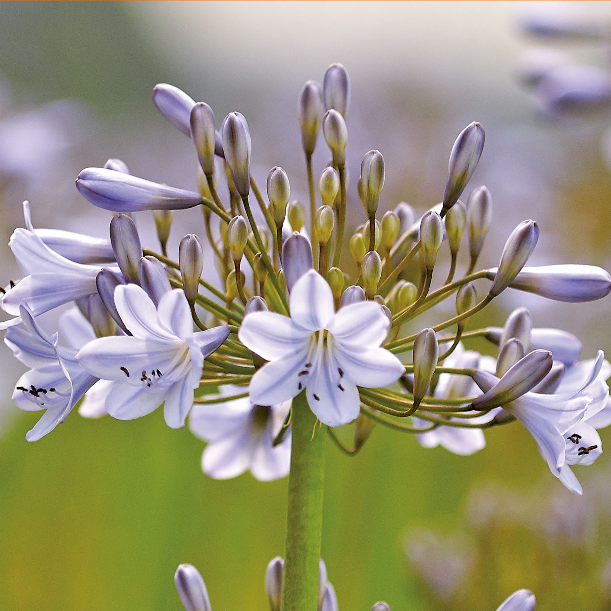 AGAPANTHUS SILVER ARROW