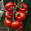 Ailsa craig tomato Seed