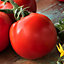 Alicante tomato Seed