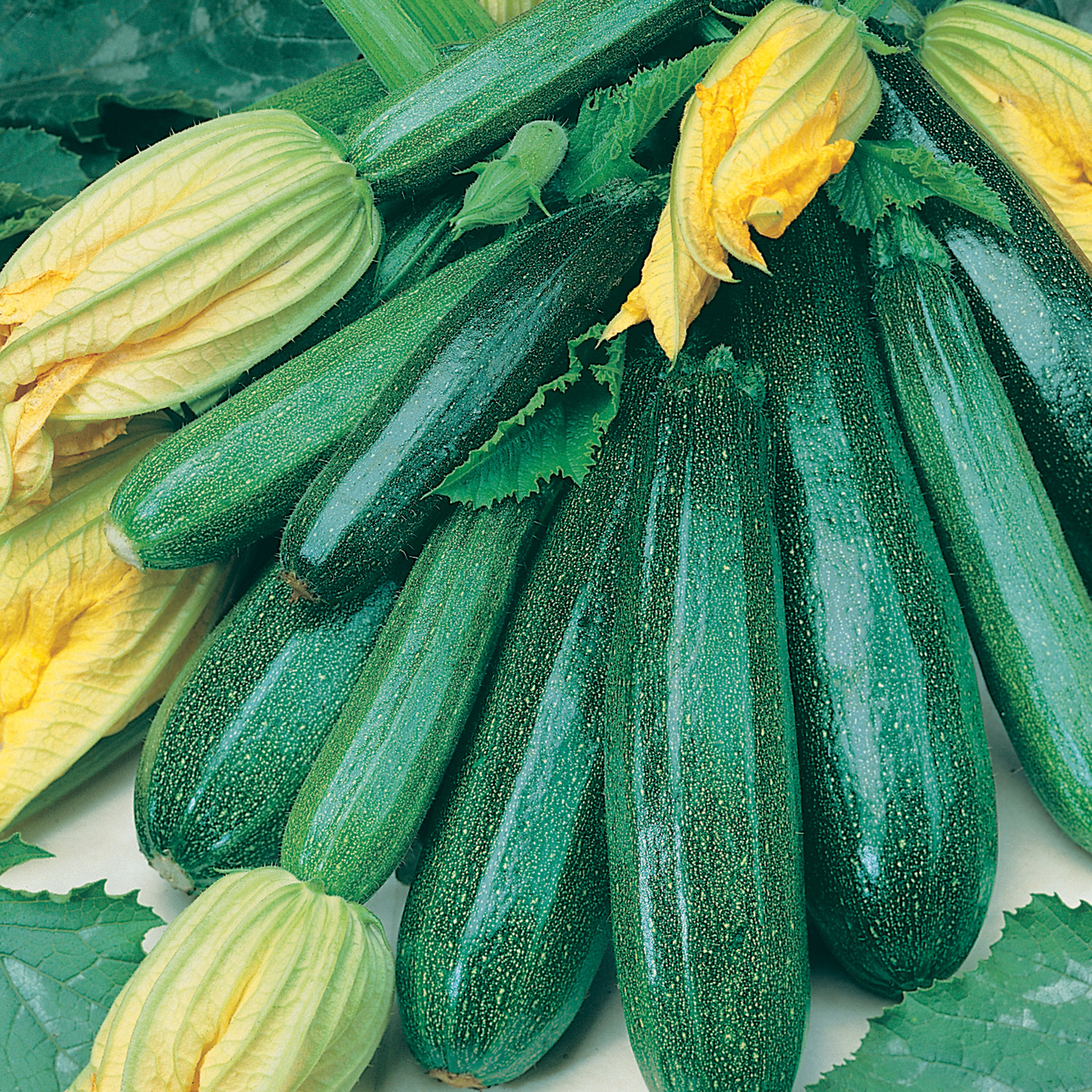 All Green Bush Courgette Seed