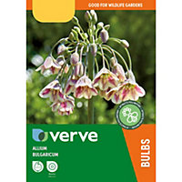 Allium bulgaricum Flower bulb, Pack of 12