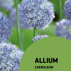 Allium Caeruleum Flower bulb, Pack of 15