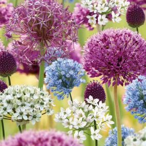 Allium Collection Mixed 50 Flower bulbs