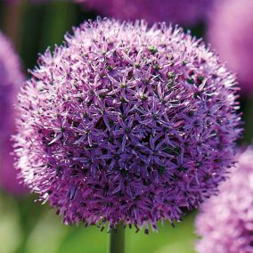 Allium Gladiator 2 Flower bulbs