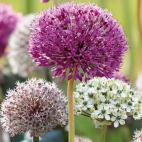 Allium mixed 20 Flower bulbs