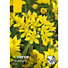 Allium Moly Flower bulb, Pack of 20