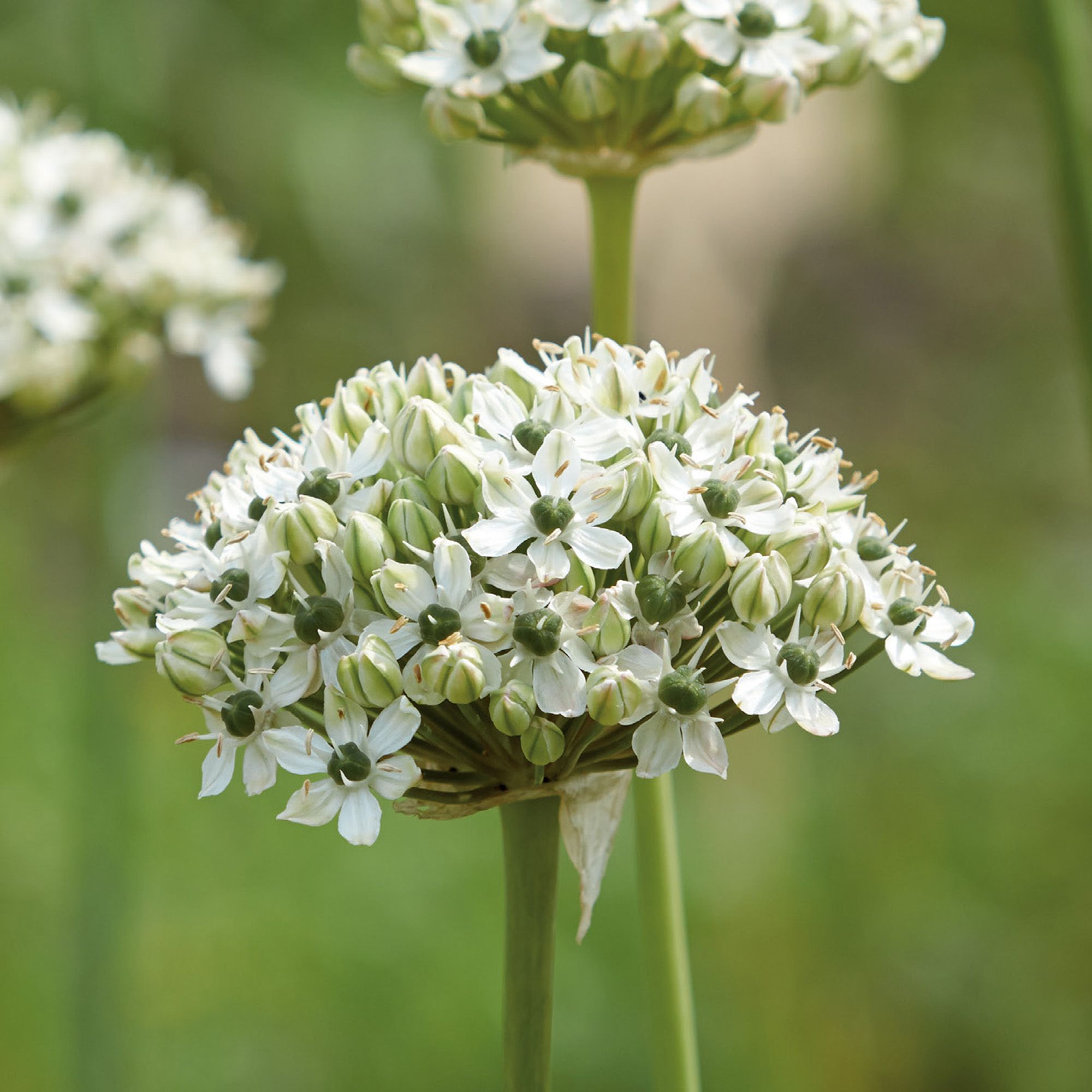 Allium nigrum 2024