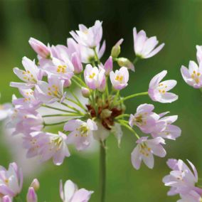 Allium Pink Roseum 15 Flower bulbs