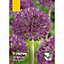 Allium Purple Sensation Flower bulb, Pack of 25