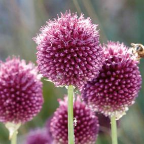 Allium Sphaerocephalon 10 Flower bulbs