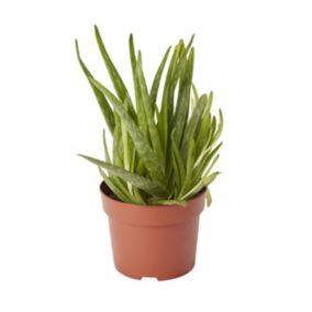 Aloe vera in 12cm Terracotta Plastic Grow pot