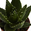 Aloe vera in 12cm Terracotta Plastic Grow pot