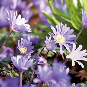 Anemone Blanda Blue Shades 15 Flower bulbs