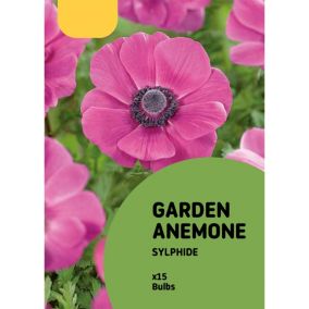 Anemone Sylphide Flower bulb, Pack of 15